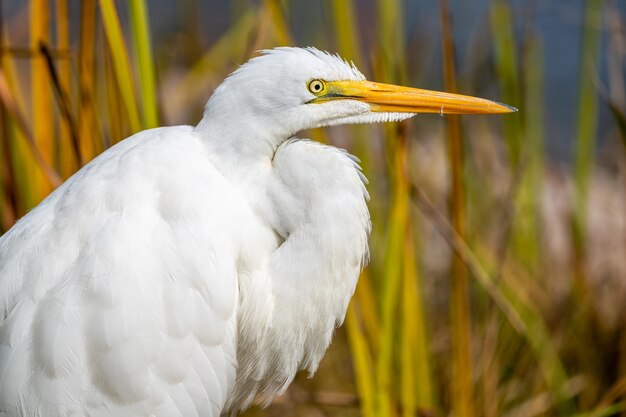 Close-up of a bird