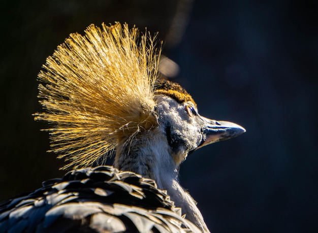 Foto prossimo piano di un uccello