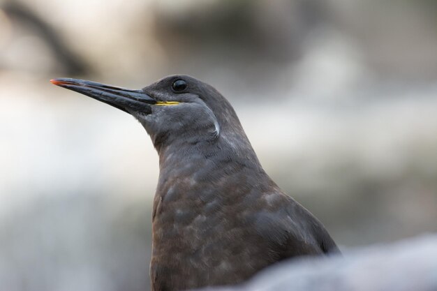 Photo close-up of bird