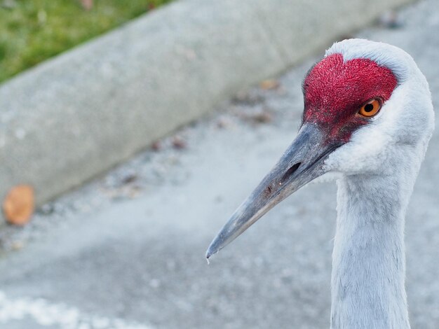 Photo close-up of a bird