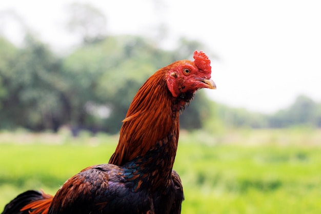 Close-up of a bird