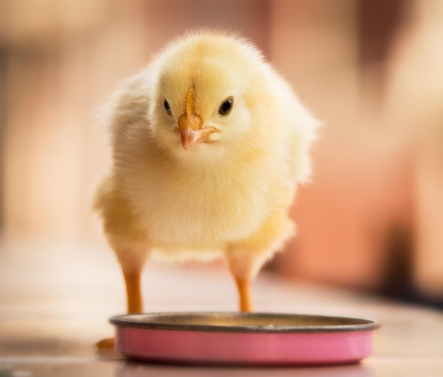 close-up of a bird