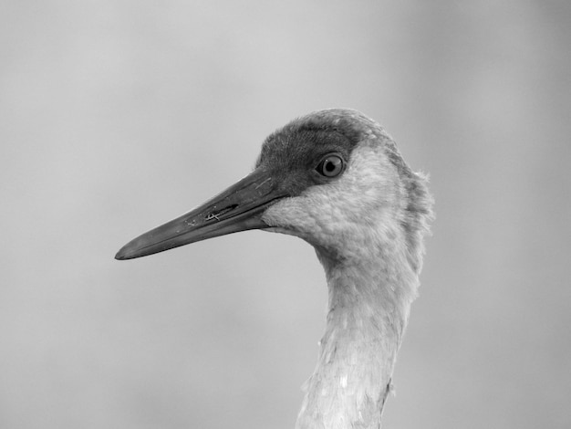 Foto prossimo piano di un uccello