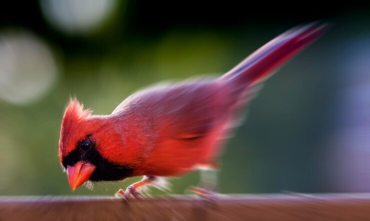 Photo 鳥 の クローズアップ