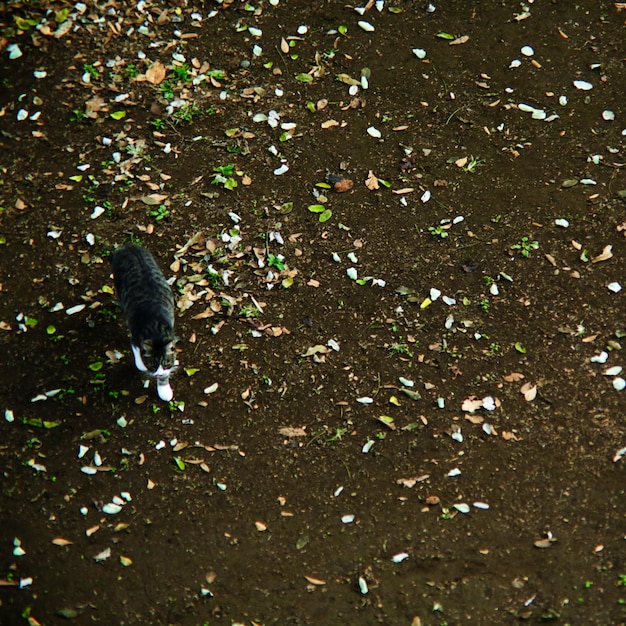 Photo close-up of bird