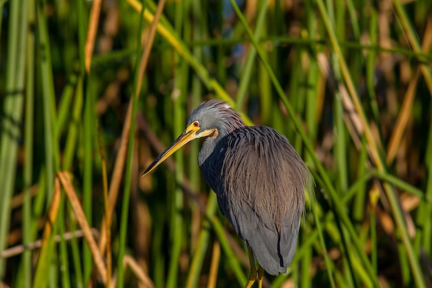 Photo close-up of a bird