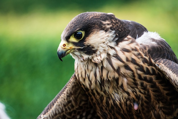 Photo close-up of a bird