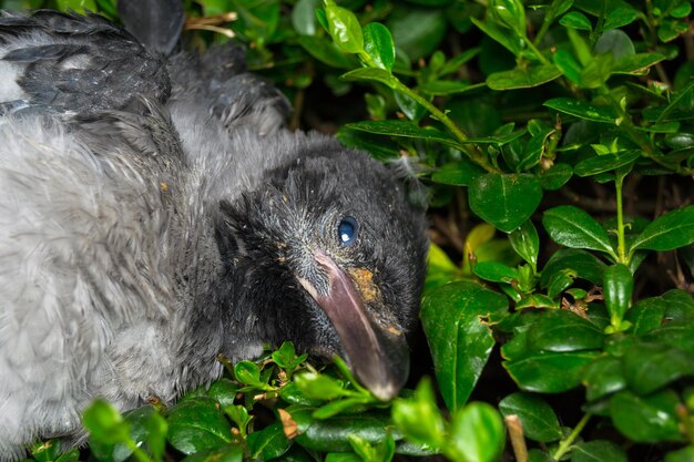 Photo close-up of a bird