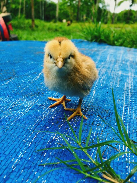 Photo close-up of a bird