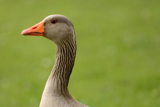 Close-up of bird