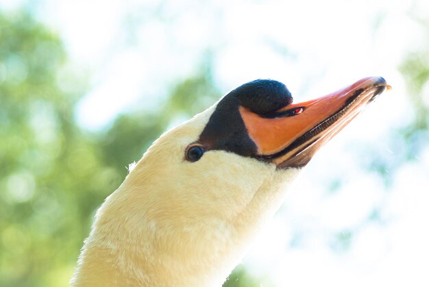 Photo close-up of bird