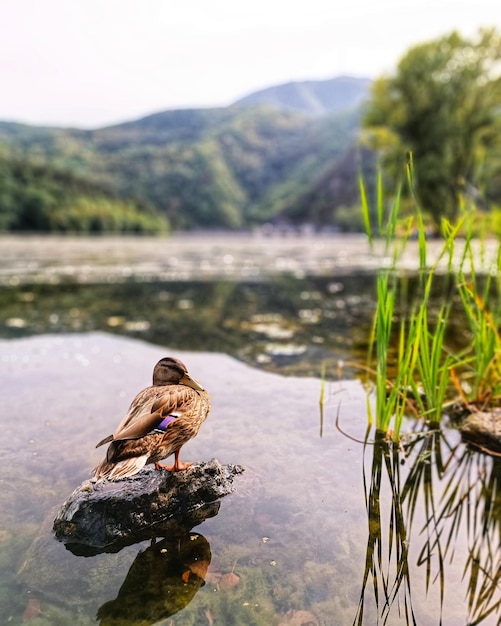 Photo close-up of a bird