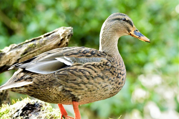 鳥のクローズアップ