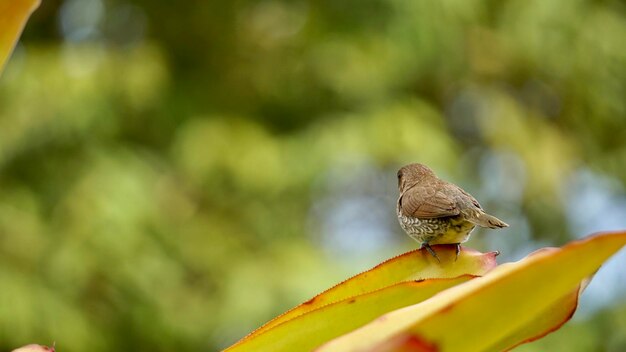 Photo close-up of a bird