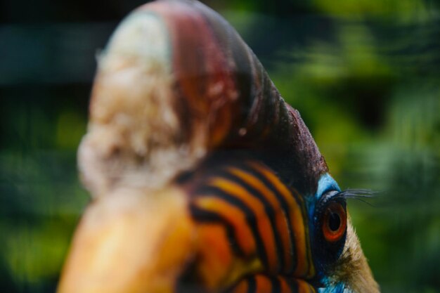 Photo close-up of a bird