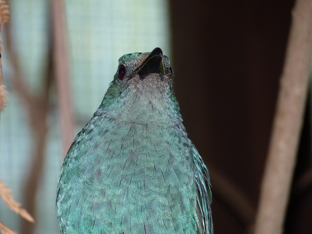 Photo close-up of bird