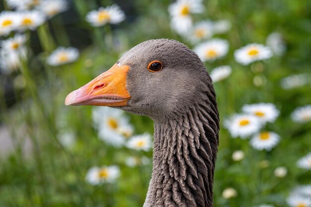 Photo close-up of bird