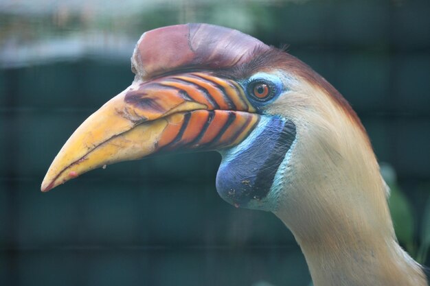 鳥 の クローズアップ