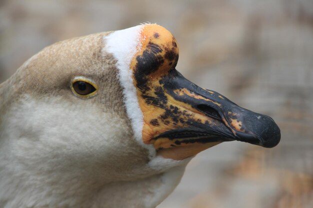 Close-up of bird