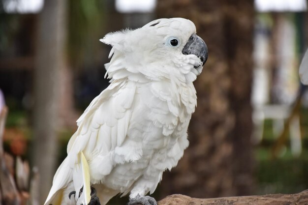 Photo close-up of a bird