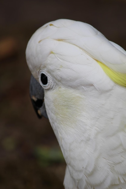 Foto prossimo piano di un uccello