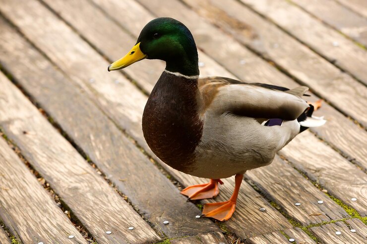 Photo 鳥のクローズアップ