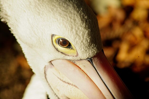 Foto prossimo piano di un uccello