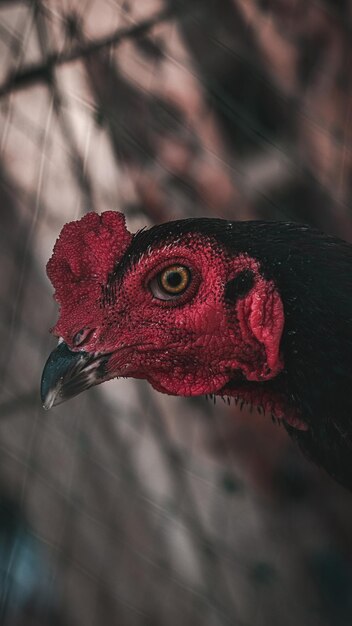 Photo close-up of a bird