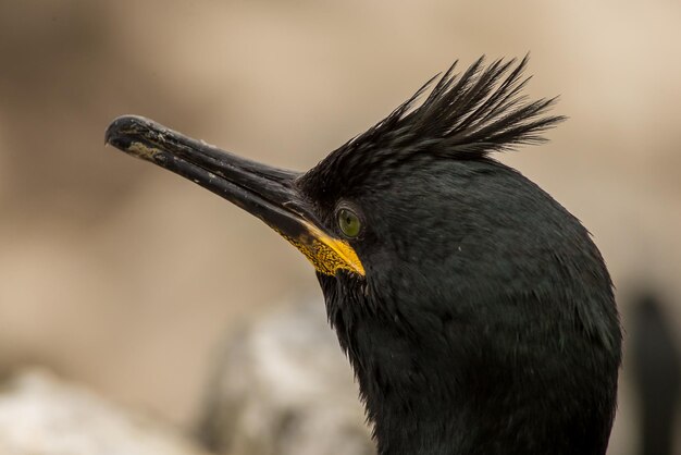 Photo close-up of a bird