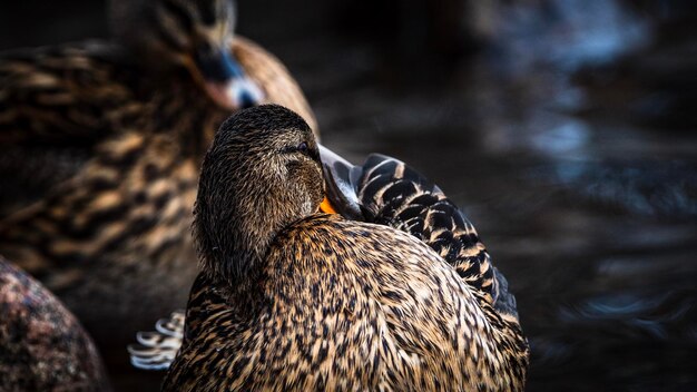 Photo close-up of a bird