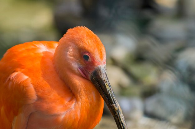 Close-up of bird