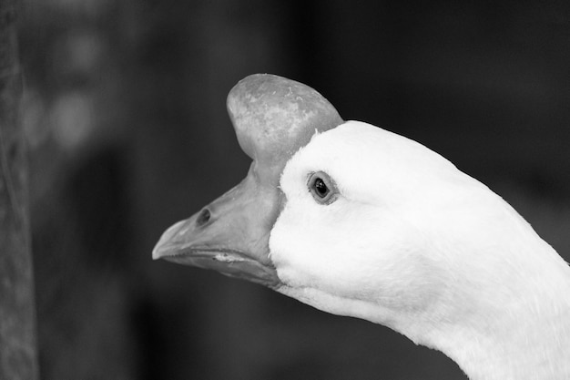 Close-up of bird