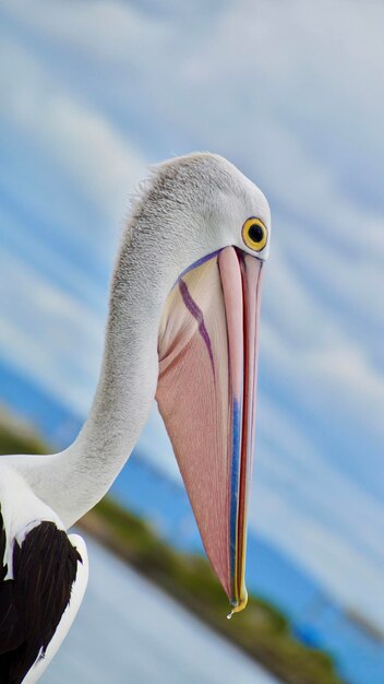 Close-up of a bird