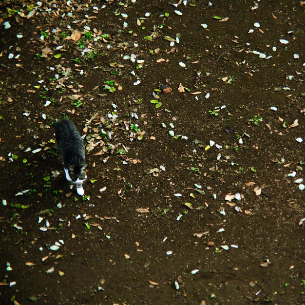 Photo close-up of bird