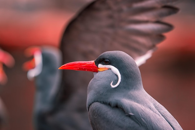鳥のクローズアップ