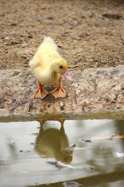 Foto prossimo piano di un uccello