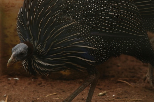 鳥のクローズアップ