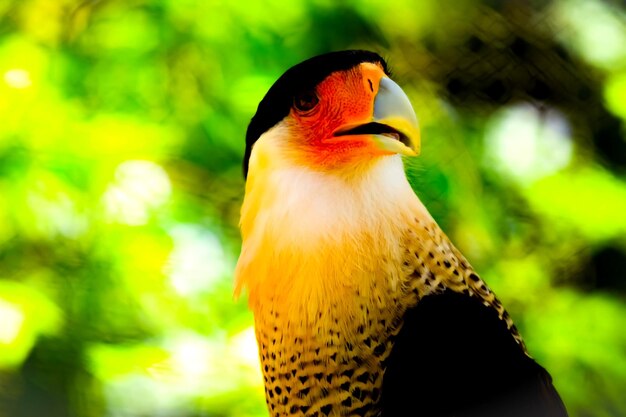 鳥のクローズアップ