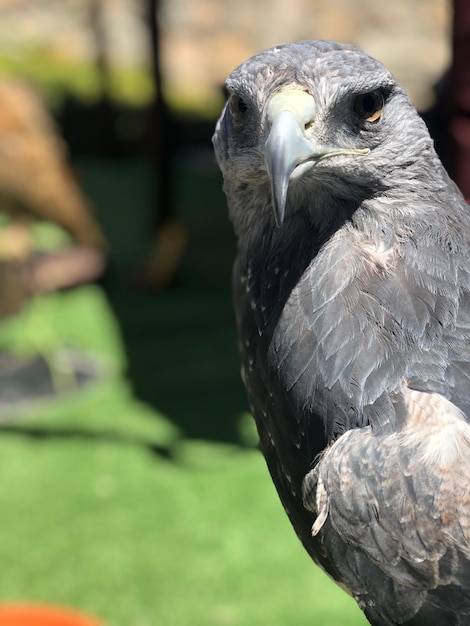 Close-up of a bird