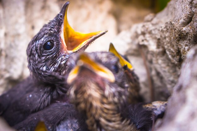 Photo close-up of a bird