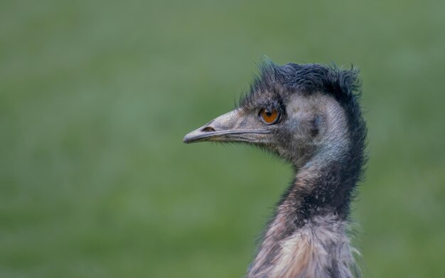 Foto prossimo piano di un uccello