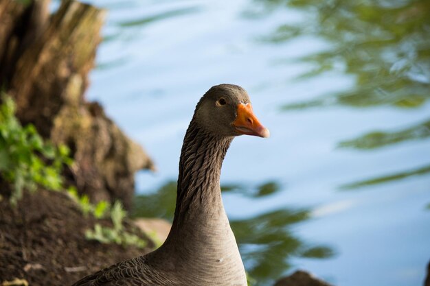 Close-up of bird