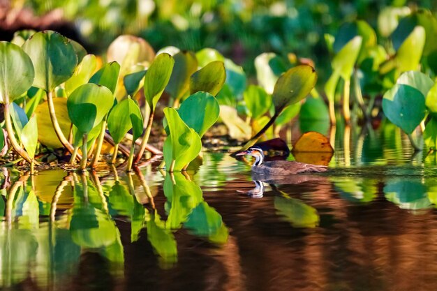 Photo close-up of a bird