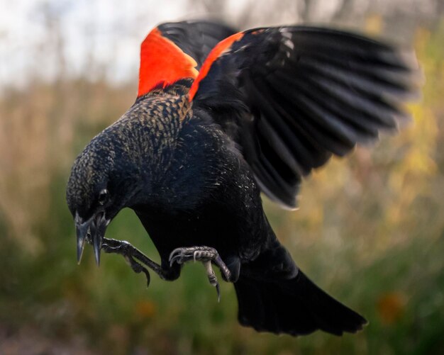 Close-up of a bird