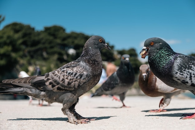 Foto prossimo piano di un uccello