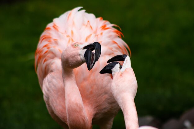 鳥のクローズアップ