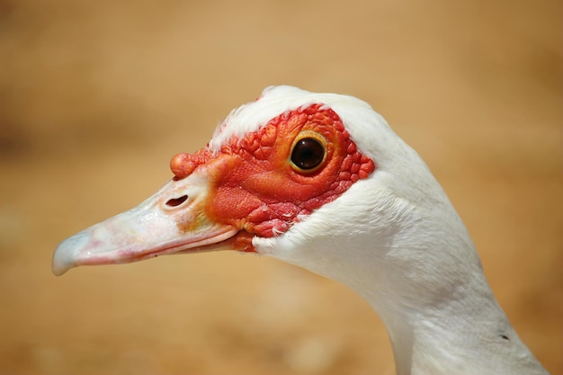 Foto prossimo piano di un uccello