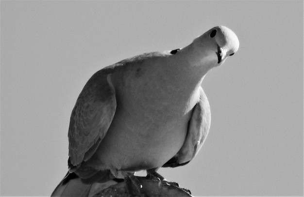 Photo close-up of bird