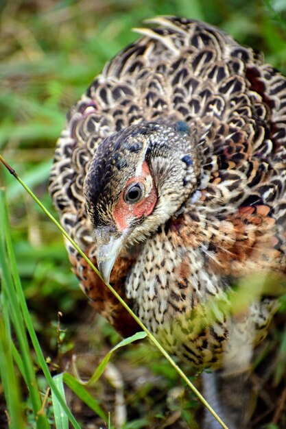 Photo close-up of bird