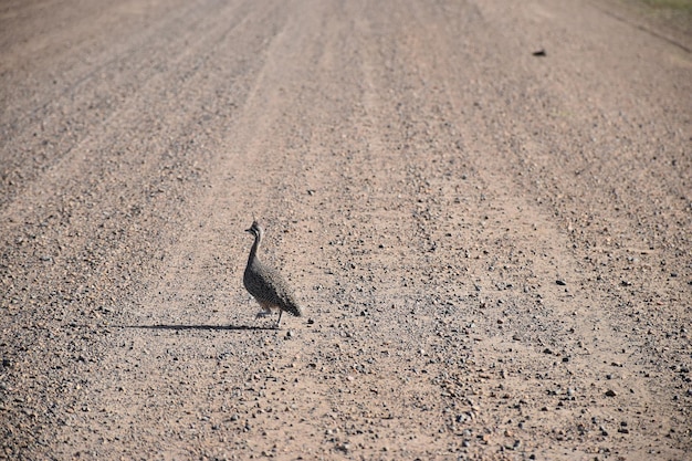 Photo close-up of a bird